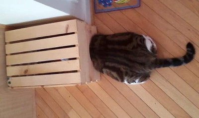 Cat stuck in a hole in a crate.