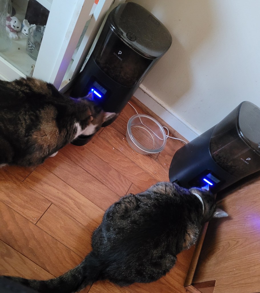 Two cats eating from Petlibro feeders.